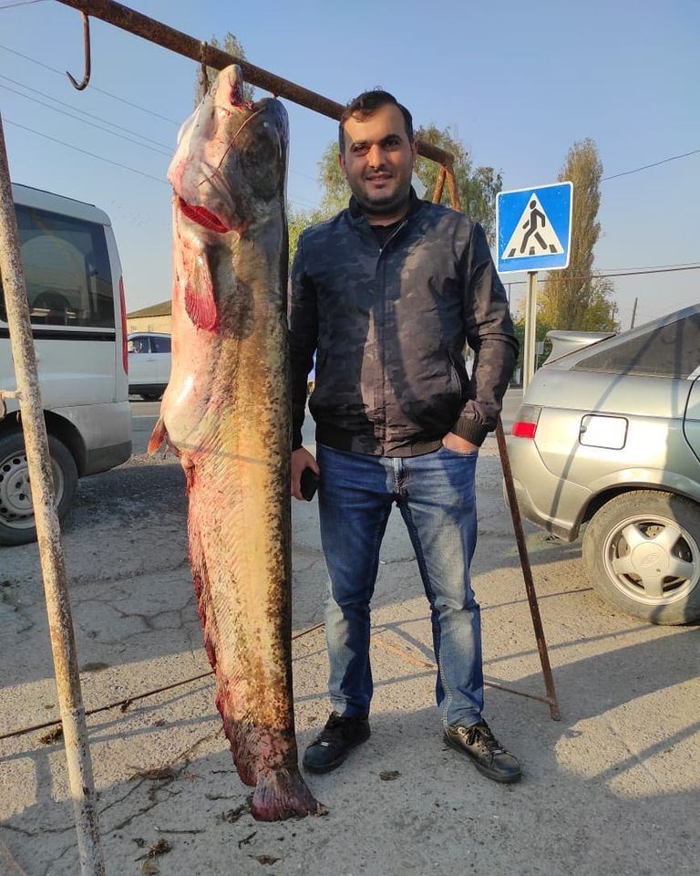 Kürdən 75 kiloqram ağırlığında naqqa balığı tutulub