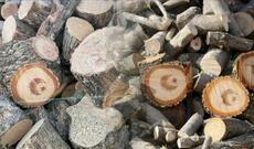 Dünya şokda: Yozqat əyalətində kəsilmiş ağacın içindən ay-ulduz çıxdı