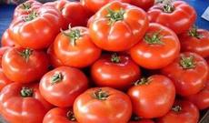 Azərbaycanın 55 şirkəti Rusiyaya pomidor ixrac edəcək