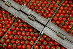 Azərbaycandan Rusiyaya pomidor icracı ötən il 22 faiz azalıb