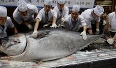 Yaponiyada tuna balığı rekord qiymətə satıldı – 1,8 milyon dollar
